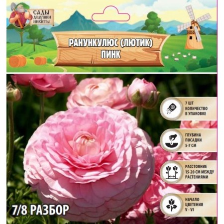 Ranunculus (Buttercup) Pink, Rr. 7/8, 7 pcs, autumn 2024