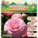 Ranunculus (Buttercup) Pink, Rr. 7/8, 7 pcs, autumn 2024