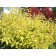 Deren White "Aurea" 1 pc, tube, spring 2025
