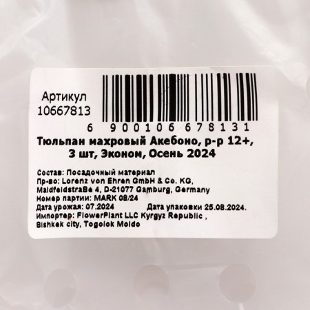 Tulip Terry Akebono, rr 12+, 3 pcs, economy, autumn 2024-2