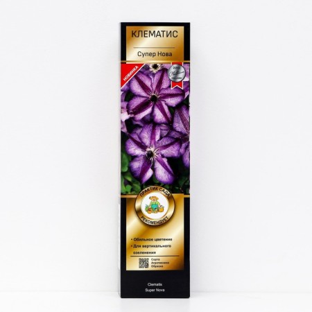 Clematis Botanical suite "Super Nova", 1 pc, tube, spring 2024