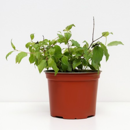 Deren Blood-red Midwinder Fire, C2 pot, H10-50 height, 1 pc, summer 2024-1