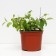 Deren Blood-red Midwinder Fire, C2 pot, H10-50 height, 1 pc, summer 2024