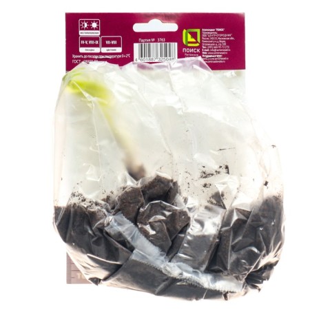 Host Hybrid Bobquat, I Rr., 1 pc. 40*80 h (cm), autumn 2024-1