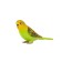Figure Konik "Wavy Parrot", Green