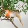 Decor on a bird wire, mix
