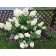 Hydrangea blizzard shuga rash, s3 pot, H10-50 height, 1 pc, summer 2024