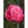 Saughty Rose Prima Spring 2024, 1 pc.