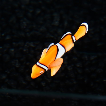 Decor for the Aquarium "Clown Oerlaris", silicone, with a neon effect, 6.6 x 4.3 cm-2