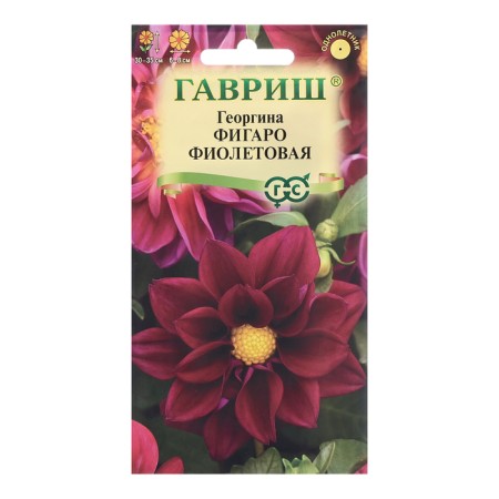 Georgin seeds "Figaro", purple 7 pcs.