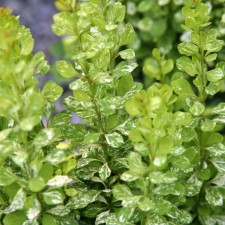 Barbaris Tunberg Pau Wow, C2 pot, H10-50 height, 1 pc, summer 2024