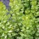Barbaris Tunberg Pau Wow, C2 pot, H10-50 height, 1 pc, summer 2024