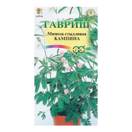 Семена комнатных цветов Мимоза "Кампина", 0,1 г-4