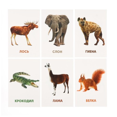 Developing cards "Wild animals"-5