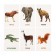 Developing cards "Wild animals"