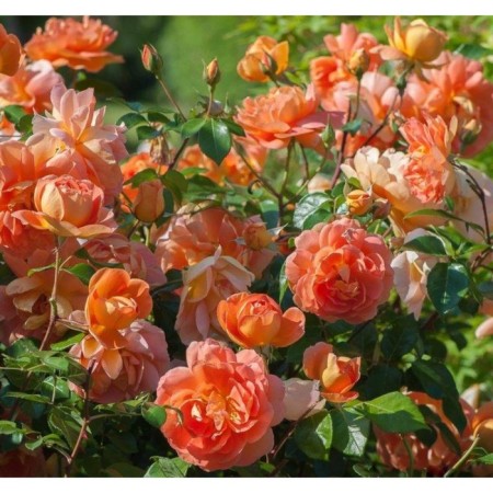 Seedling rose English park "Pat Ostin", tube, 1 pc, spring 2025