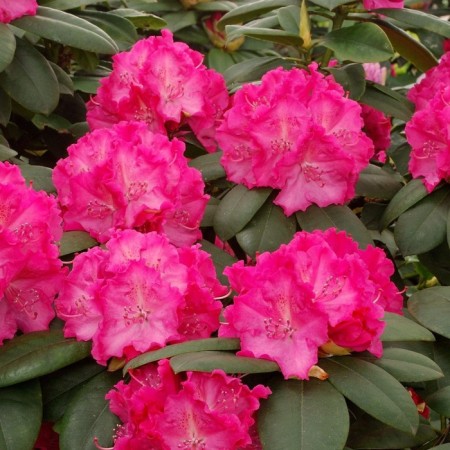 Rhododendron hybrid suite "Dabble Kiss", tube, 1 pc, spring 2025