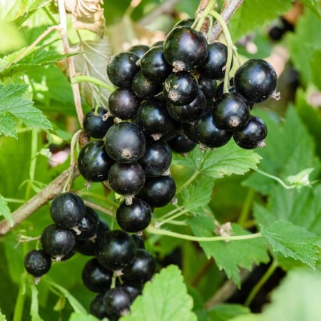 Sahenian currants Black Kovaler, pot P9, Summer 2024