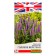 Veronika Flower seeds "Blue Deretone", 0.05 g