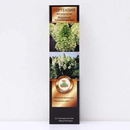 Hydrangea blizzard luxury "Magical Kilimanjaro", 1 pc, tube, spring 2024