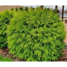 Thuja western globose aurea, c2 pot, H20-25, 1 pc, summer 2024