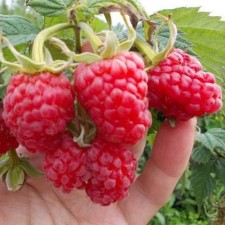Raspberry fairy tale, C2 pot, H20-40 Height, 1 pc, summer 2024