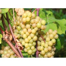 Grapes 