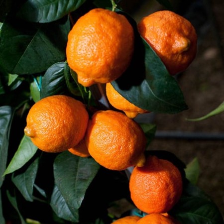 Citrus "Limetta Rosso", tube, 1 pc, spring 2025