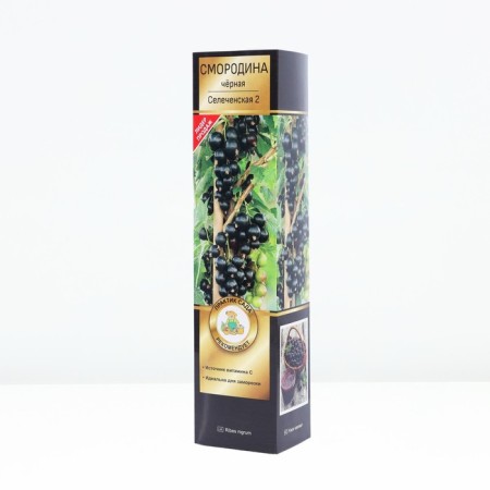 Currant Black Prospective varieties "Selechenskaya - 2", tube, 1 pc, spring 2025