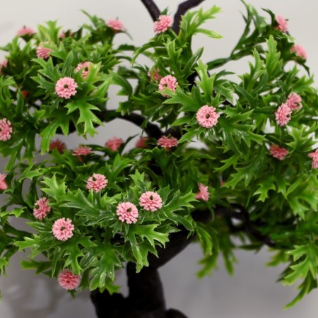 Bonsai "Azorella" 12x28 cm, mix-1