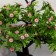Bonsai "Azorella" 12x28 cm, mix