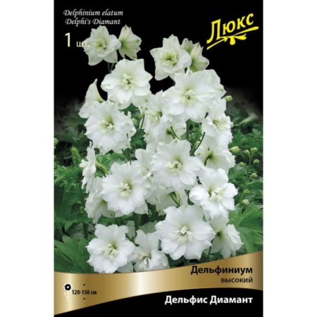 Delphinium "High Delphis Diamant", 1 pc, rr I, spring 2025-2