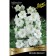 Delphinium "High Delphis Diamant", 1 pc, rr I, spring 2025