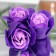 Soap roses, three -color, set of 6 pcs.