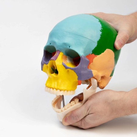 Mett "Skull of a Human" color, 20*15*18cm-2