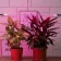 LED phytolamp, 18 watts, 1200 mm, IP20, blue-red spectrum, purple, "era"