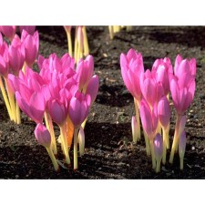 Crocus Beautiful Kochi (Zonatus), 7/8 rr, 10 pcs, 10-15 h (cm), autumn 2024