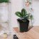 Pot for seedlings, 3 l, d = 16 cm, h = 16 cm, black, greengo