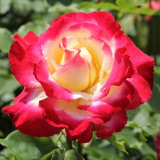 Rose Tea-Hibride Dabble Delate, C3.5 pot, H25-45 height, 1 pc, summer 2024
