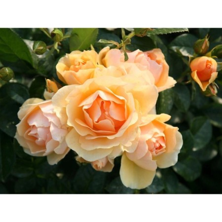 Seedling Rosa Floribunda "Hanzestadt Rostock", tube, 1 pc, spring 2025