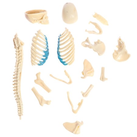 Set for experiments "Body structure", pregnant woman-6