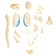 Set for experiments "Body structure", pregnant woman