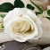 Artificial flowers "Venezuela rose" 8x56 cm, white
