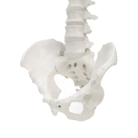 Lumbar spine "Luminer, hip joint" 40*26cm-12