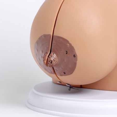 Matcage "Women's breasts in the context" 18*13*13cm-1