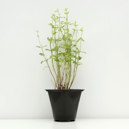 Sahenian Kotovnik coarse -flowered, pot C3, 1 pc, spring 2024-1