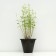 Sahenian Kotovnik coarse -flowered, pot C3, 1 pc, spring 2024
