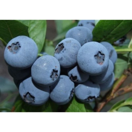 Blueberries tall bonus, c2 pot, n20-40 height, 1 pc, summer 2024
