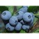 Blueberries tall bonus, c2 pot, n20-40 height, 1 pc, summer 2024