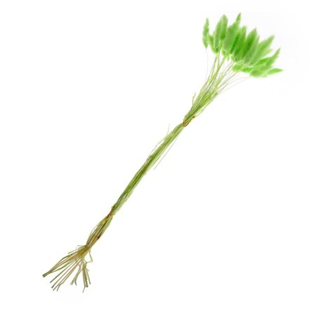 Dry -flowers "Lagurus", set of 30 pcs., Green color-2